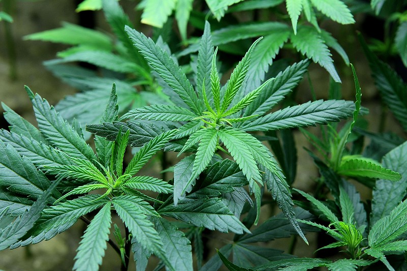 Investing in Marijuana